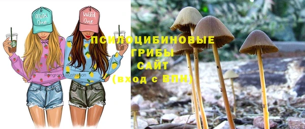 прущие грибы Баксан